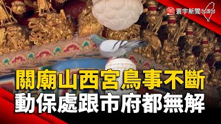 關廟山西宮鳥事不斷 動保處跟市府都無解｜#寰宇新聞@globalnewstw