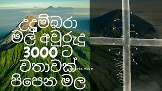 🙏උදුම්බරා මල් අවුරුදු3000 ට වතාවක් පිපෙන මල හොඳ රජ කෙනෙක් පහල වෙනකොට පිපෙන මල පැරැණි කතාවල තියෙනවා🙏🌼