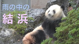 【雨の中の結浜🎀「早く中に入れて！」大暴れ📷9/30】池の水をバシャバシャ/怒っても美しい/スローモーション/アイドルパンダ/アドベンチャーワールド/giant panda/yuihin