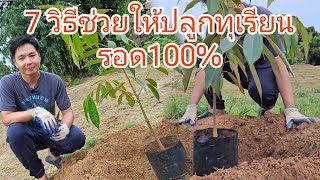 7​ ข้อที่ต้องรู้ ​ปลูกทุเรียน​รอด100% ปลูกแบบแผ่ราก