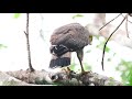 【お食事中】ヤエヤマヤマガニを食べるカンムリワシ crested serpent eagle