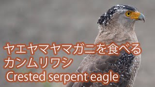 【お食事中】ヤエヤマヤマガニを食べるカンムリワシ Crested serpent eagle