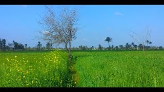 Punjab Village Farms, Crops, Wheat Dg Khan Pakistan