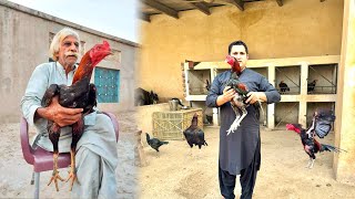 Pakistani aseel murgy | asil chickens farming in Pakistan | basheer purbana aseel