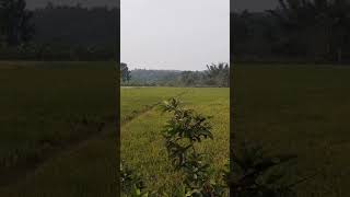 വയനാട്ടിൽ  വയൽ ആവശ്യമുണ്ട് 9495365730