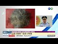 墾丁又見海龜寶寶 「關燈」護送回大海 華視新聞 20200810