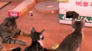 くるねこ大和　20121127　胡ざかな隊と階段