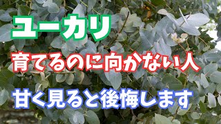 【植える前に見て】ユーカリ植えるのに向かない人について