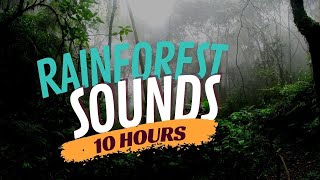Rainforest Sounds (10 Hours) Sounds of Nature and Rainforest Music