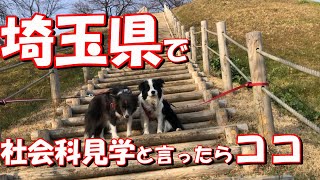 ボーダーコリー　お友達と社会科見学　VLOG