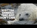 Scottish animals that just don't care | Highlands - Scotland's Wild Heart