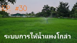 #EP.30. ให้น้ำแปลงหญ้าแพงโกล่า