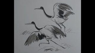 Chinese Crane