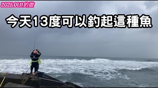 2025 01 11 今天13度C 可以釣起這種魚 #大哥大釣餌#釣魚台誘餌粉#大哥大 グレ胖 哭累胖誘餌#磯釣#釣#海釣#fishing#釣魚#Câu cá trên đá#fish