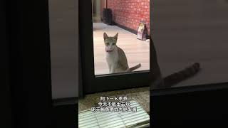 -礁溪貓貓日記- 阿ㄋㄧㄠ今天不能出去玩  一臉不爽～ #kitten #cute #cutecat