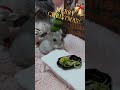 はたしてまめ🐹はサンタさん🧑‍🎄に会えたのか