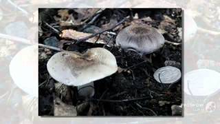 Tricholoma medium - fungi kingdom