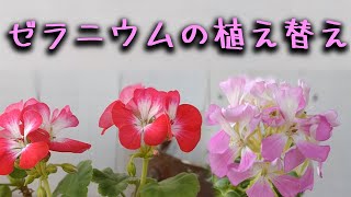 034  ゼラニウムの植え替え