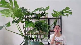 秋季这样养护龟背竹，叶片油绿开背多，茎干长得又粗又壮