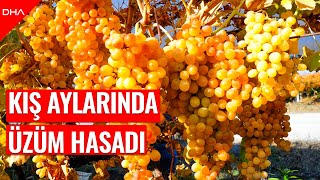 Manisa'da kış mevsiminde üzüm hasadı