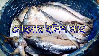 Digha Mohona Fish Market l বিকেলে  দীঘা মোহনার মাছের বাজারে ভাল মাছ পেলাম না আর দামও অনেক বেশি চাইছে