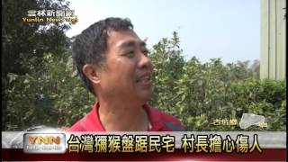 雲林新聞網-古坑獼猴盤踞民宅