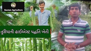 તુરીયા નું વાવેતર ક્યારે અને કઈ રીતે કરવું