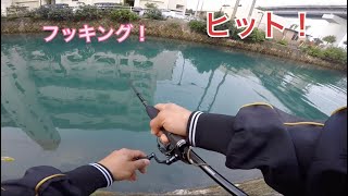 【沖縄都市河川】直リグで意外な魚がヒット！