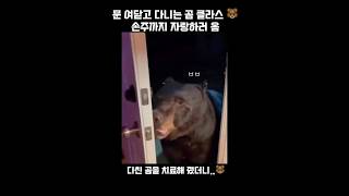 다친 곰을 치료해줬더니.. 문단속의 중요성 🐻 #funny #pets #healing