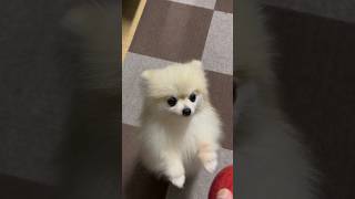 どうしてもリンゴが欲しいポメラニアン！　#pomeranian