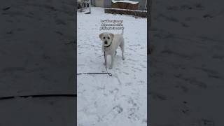 Charlie is wishing for more snow ❄️ #goldenretriever #labrador