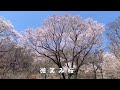 【黒川桜の森_エドヒガン桜】長老、微笑み桜、群雲桜…