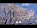 【黒川桜の森_エドヒガン桜】長老、微笑み桜、群雲桜…