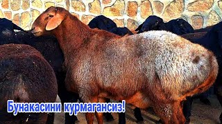 Кузи кучкорлар!