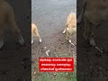 ⁉️❌നമ്മുടെ പുതിയ അമ്മയും മക്കളും ഇഷ്ടമായോ nadan doglover malayalam street dog lovers💯⁉️