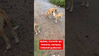 ⁉️❌നമ്മുടെ പുതിയ അമ്മയും മക്കളും ഇഷ്ടമായോ #nadan #doglover #malayalam STREET DOG LOVERS💯⁉️