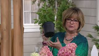 Cottage Farms Strawberry Sundae Hydrangea on QVC