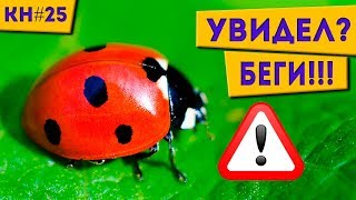 ОТ ЭТИХ НАСЕКОМЫХ НУЖНО БЕЖАТЬ! Котоновости 25