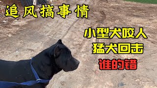 小型犬不牵绳要咬人，大型犬出击，到底是谁的错？错在不牵绳