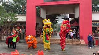 2019香港龍獅節