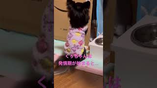 くぅちゃんの発情期🥲良い#chihuahua #dog #shorts