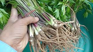 สวัสดีครับ ขออนุญาตนำเสนอเมล็ดโสมตังกุย พร้อมปลูกต้นฝนปีนี้ ได้ผลิตผลโสมตังกุยต้นหนาวปีนี้ ในราคาพิเ