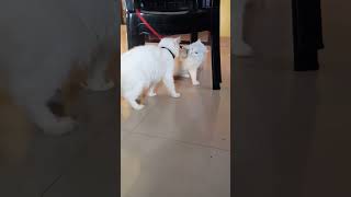 എടി നീ ഇങ്ങനെ പിണങ്ങി നികലെ😂 #catvideos #catlover #catentertainment #funny #funnyanimals#cat #shorts