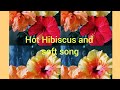 Hot Hibiscus and soft music