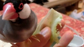 レタスに夢中で手から滑り落ちる桜文鳥＆最後白文鳥に取られる 文鳥動画