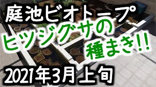 庭池ビオトープのタイムラプス撮影～2021年3月上旬～