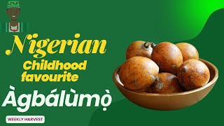 Agbalumo (African Star Apple): From Nostalgia to Nutrition