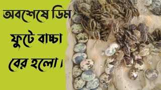 অবশেষে ডিম ফুটে বাচ্চা বের হচ্ছে।