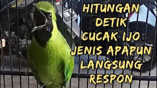 AMPUH ! cuma hitungan detik CUCAK IJO jenis apapun LANGSUNG ikut GACOR