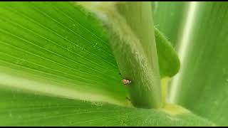 நன்மை செய்யும் பொறி வண்டு..மக்காச்சோள பயிரில்..